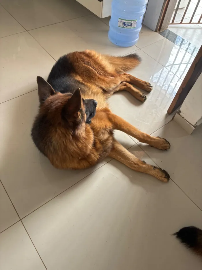 Cachorro raça Pastor Alemão idade 2 anos nome Haduky