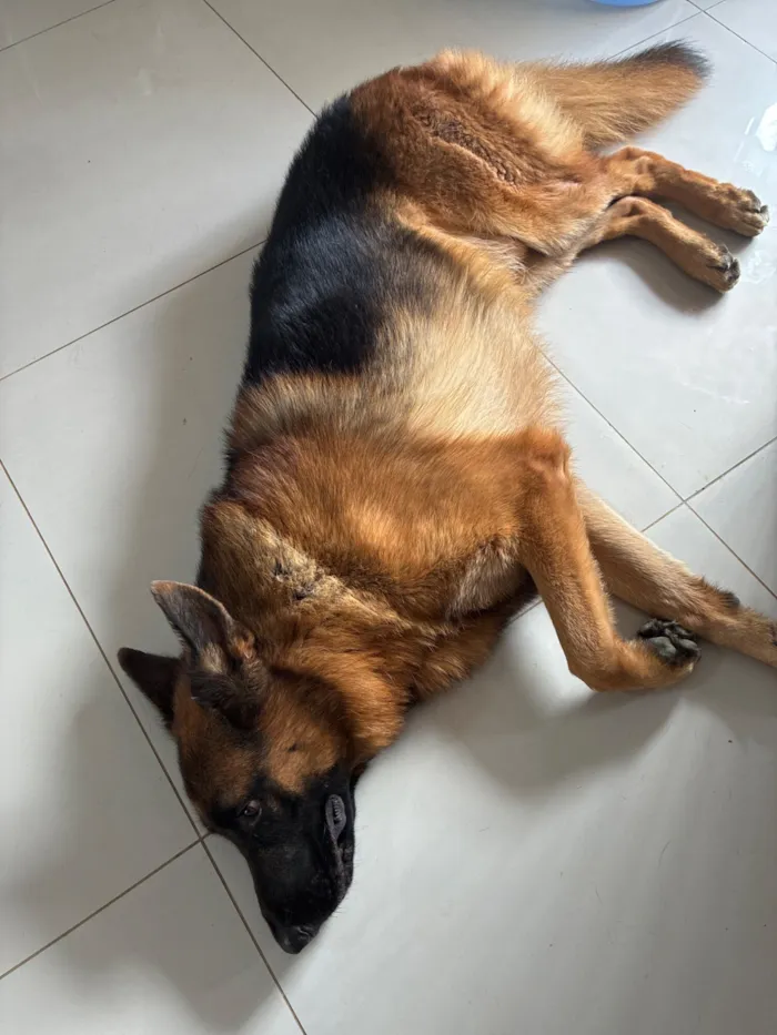 Cachorro raça Pastor Alemão idade 2 anos nome Haduky