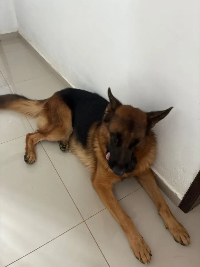 Cachorro raça Pastor Alemão idade 2 anos nome Haduky