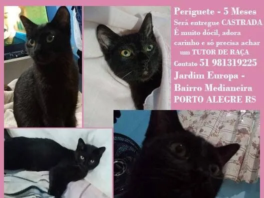Gato raça SRD-ViraLata idade 2 a 6 meses nome PERIGUETE