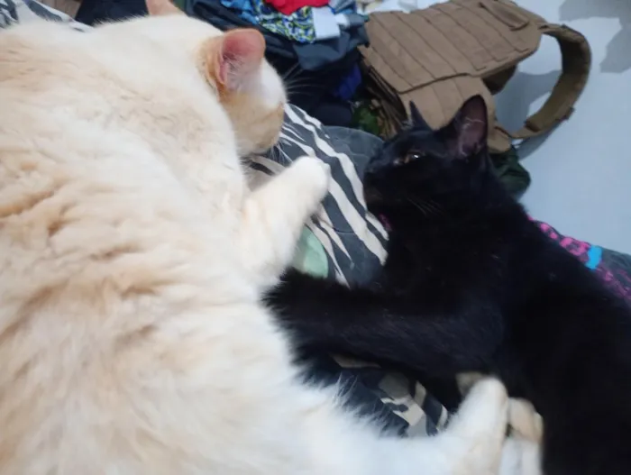 Gato raça SRD-ViraLata idade 6 ou mais anos nome Haru