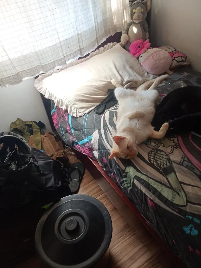 Gato raça SRD-ViraLata idade 6 ou mais anos nome Haru