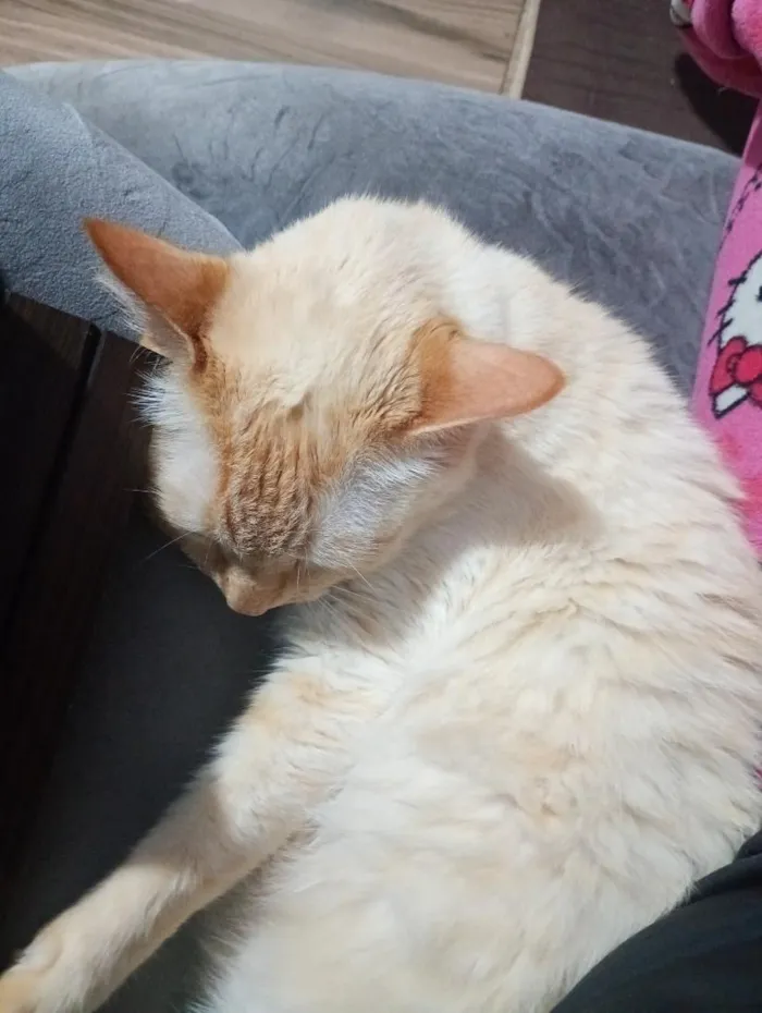 Gato raça SRD-ViraLata idade 6 ou mais anos nome Haru