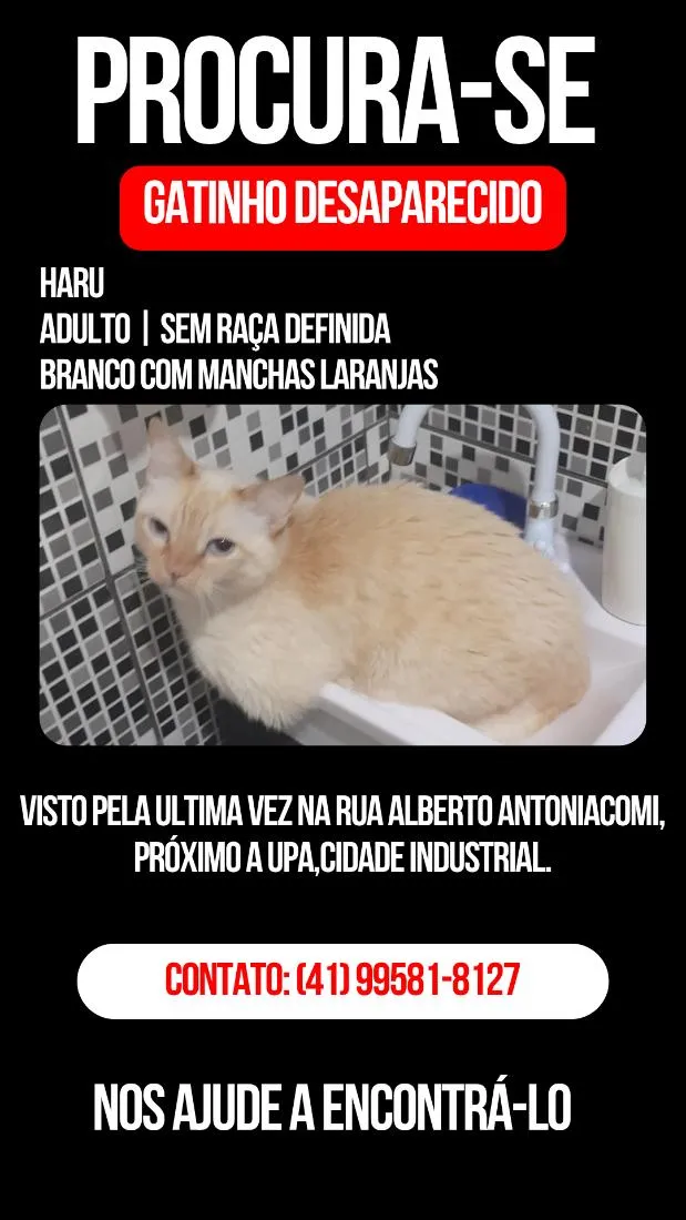 Gato raça SRD-ViraLata idade 6 ou mais anos nome Haru