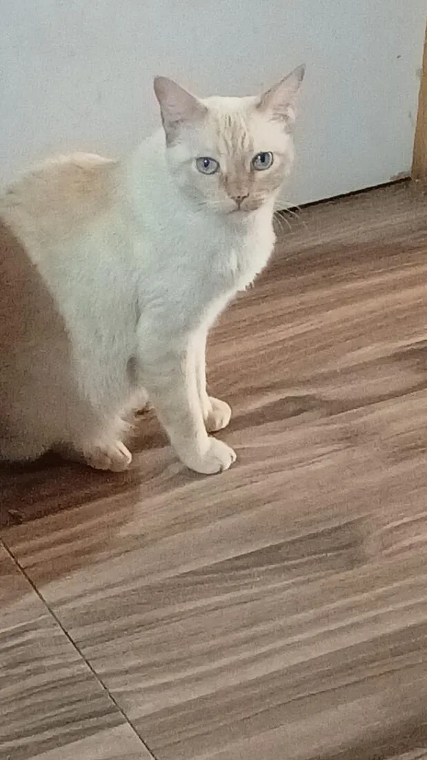 Gato raça SRD-ViraLata idade 6 ou mais anos nome Haru