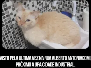 Gato raça SRD-ViraLata idade 6 ou mais anos nome Haru