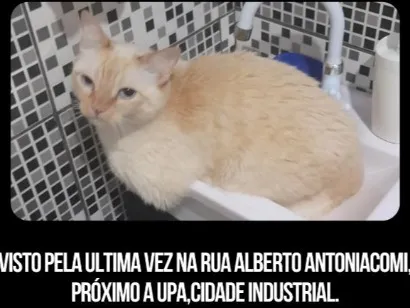 Gato raça SRD-ViraLata idade 6 ou mais anos nome Haru
