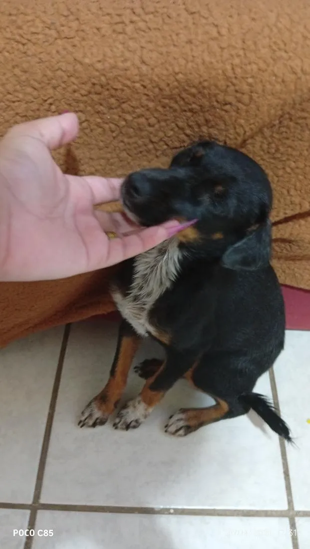 Cachorro raça SRD-ViraLata idade 2 a 6 meses nome luna
