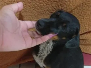 Cachorro raça SRD-ViraLata idade 2 a 6 meses nome luna