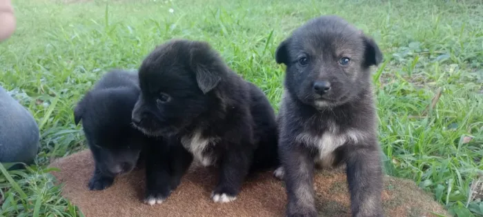 Cachorro raça SRD-ViraLata idade Abaixo de 2 meses nome Amora