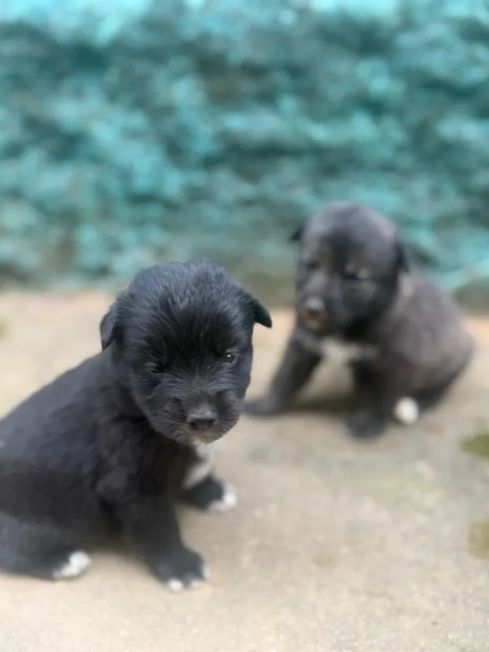 Cachorro raça SRD-ViraLata idade Abaixo de 2 meses nome Amora