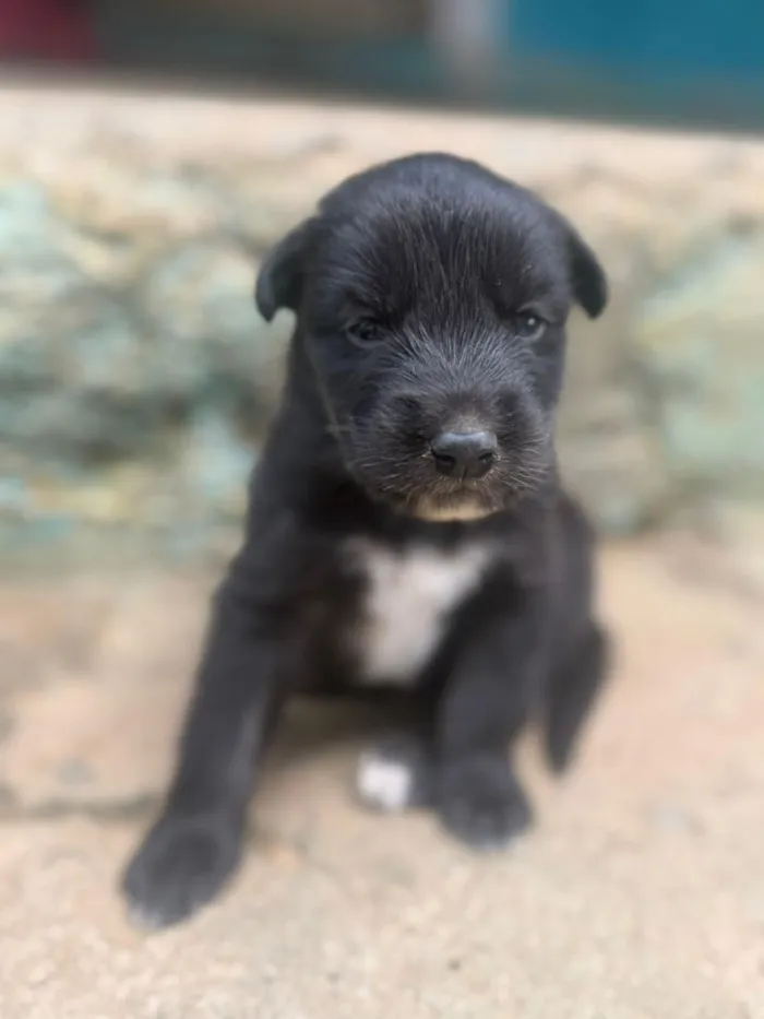 Cachorro raça SRD-ViraLata idade Abaixo de 2 meses nome Amora