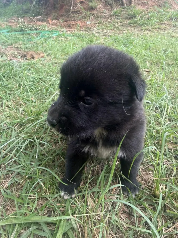 Cachorro raça SRD-ViraLata idade Abaixo de 2 meses nome Amora