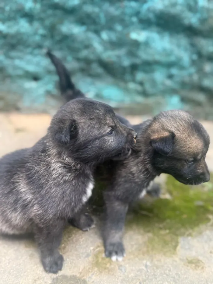 Cachorro raça SRD-ViraLata idade Abaixo de 2 meses nome Amora