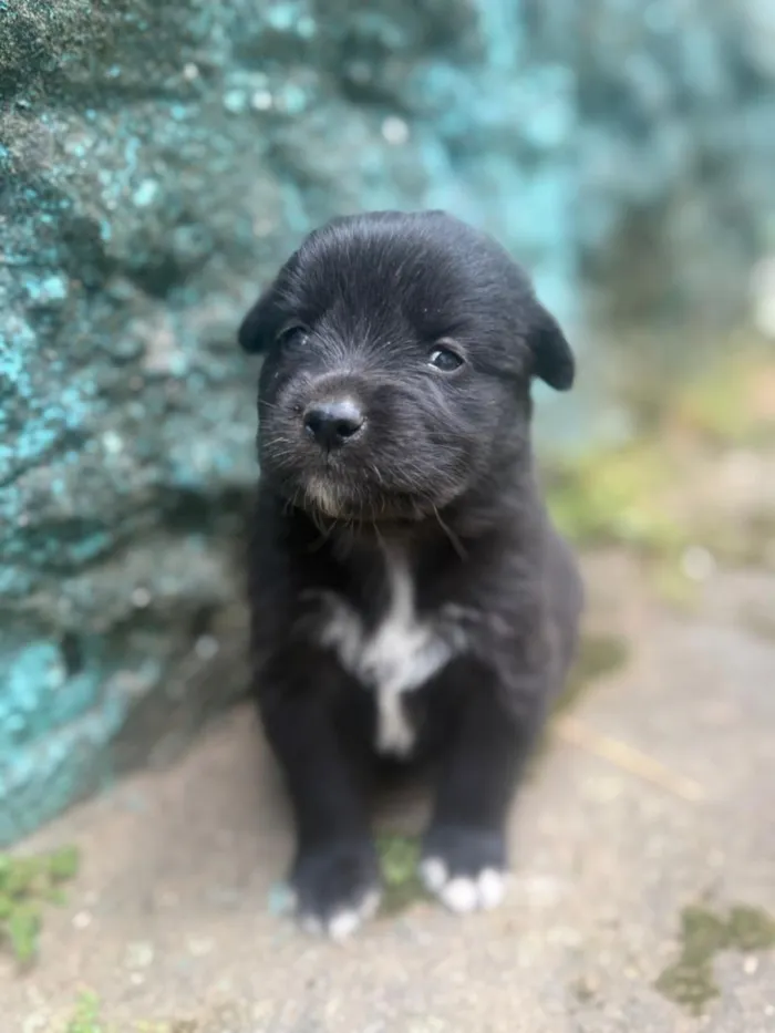 Cachorro raça SRD-ViraLata idade Abaixo de 2 meses nome Amora