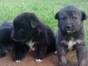 Cachorro raça SRD-ViraLata idade Abaixo de 2 meses nome Amora