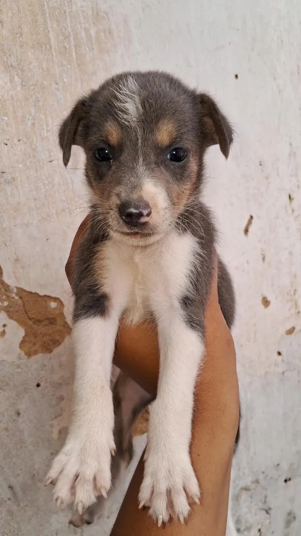Cachorro raça SRD-ViraLata idade Abaixo de 2 meses nome Adoção 