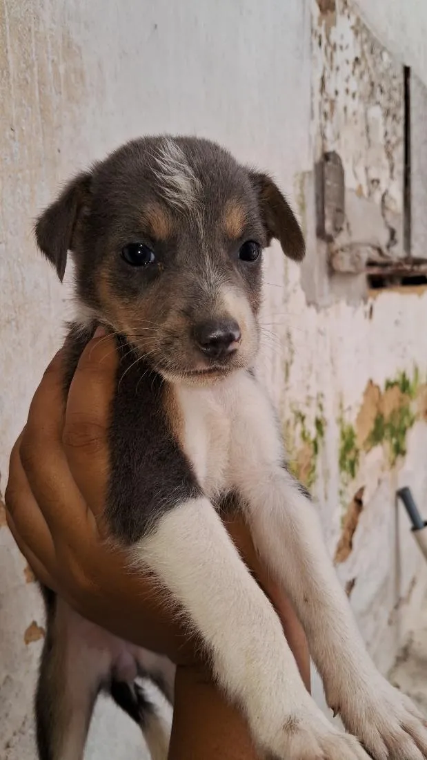 Cachorro raça SRD-ViraLata idade Abaixo de 2 meses nome Adoção 