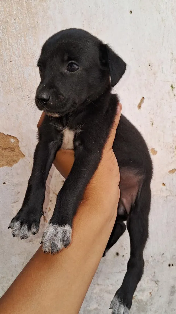 Cachorro raça SRD-ViraLata idade Abaixo de 2 meses nome Adoção 