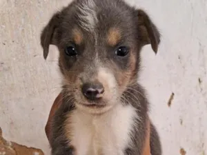 Cachorro raça SRD-ViraLata idade Abaixo de 2 meses nome Adoção 