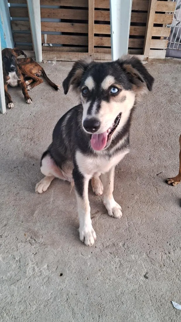 Cachorro raça SRD-ViraLata idade 2 a 6 meses nome Zeus