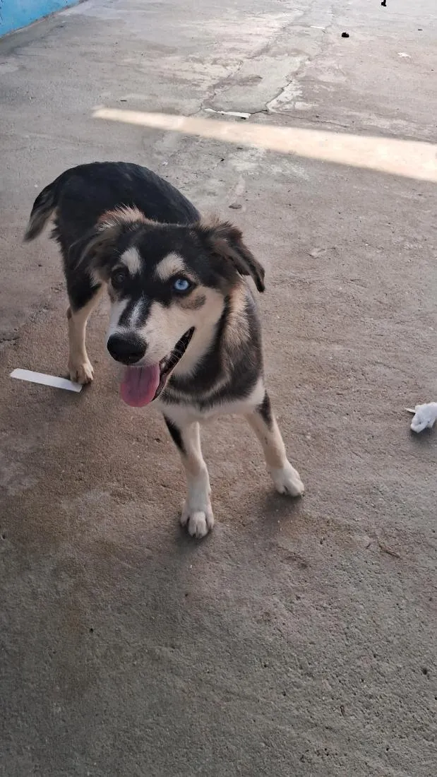 Cachorro raça SRD-ViraLata idade 2 a 6 meses nome Zeus