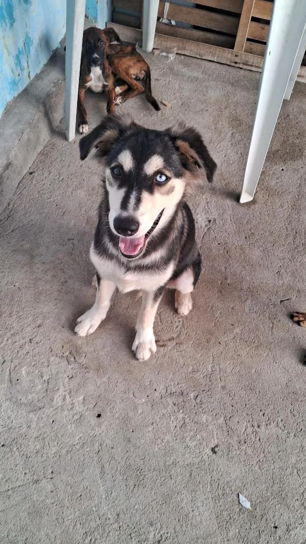 Cachorro raça SRD-ViraLata idade 2 a 6 meses nome Zeus