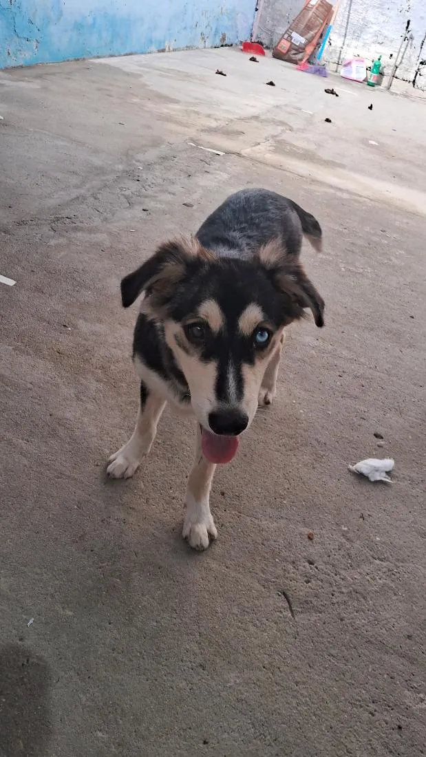 Cachorro raça SRD-ViraLata idade 2 a 6 meses nome Zeus