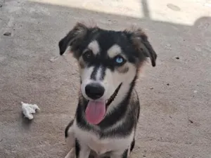 Cachorro raça SRD-ViraLata idade 2 a 6 meses nome Zeus