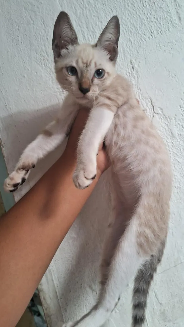 Gato raça  idade 2 a 6 meses nome malu