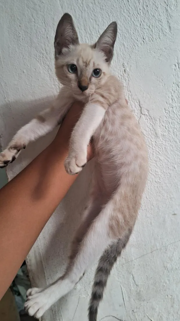 Gato raça  idade 2 a 6 meses nome malu