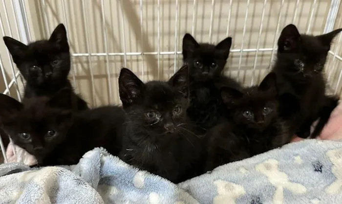 Gato raça SRD-ViraLata idade Abaixo de 2 meses nome 6 MORCEGUINHOS