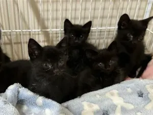 Gato raça SRD-ViraLata idade Abaixo de 2 meses nome 6 MORCEGUINHOS