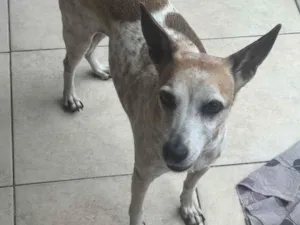 Cachorro raça SRD-ViraLata idade 6 ou mais anos nome Malhada