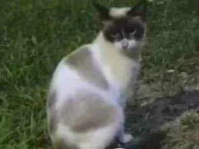 Gato raça SRD-ViraLata idade 2 a 6 meses nome Marília (pq é a rainha da sofrência)