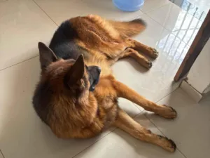 Cachorro raça Pastor Alemão idade 2 anos nome Haduky