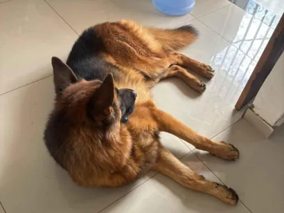 Cachorro raça Pastor Alemão idade 2 anos nome Haduky e Bella