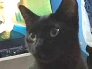 Gato raça SRD-ViraLata idade 2 a 6 meses nome PERIGUETE