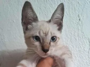 Gato raça  idade 2 a 6 meses nome malu