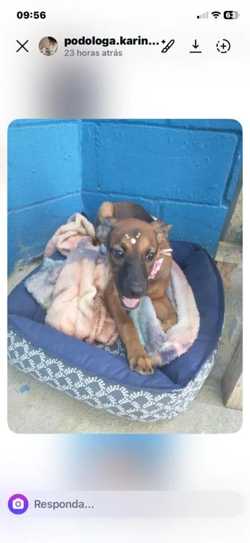 Cachorro raça SRD-ViraLata idade 2 a 6 meses nome Cacau