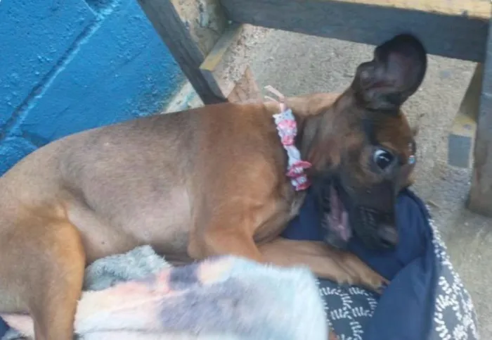 Cachorro raça SRD-ViraLata idade 2 a 6 meses nome Cacau