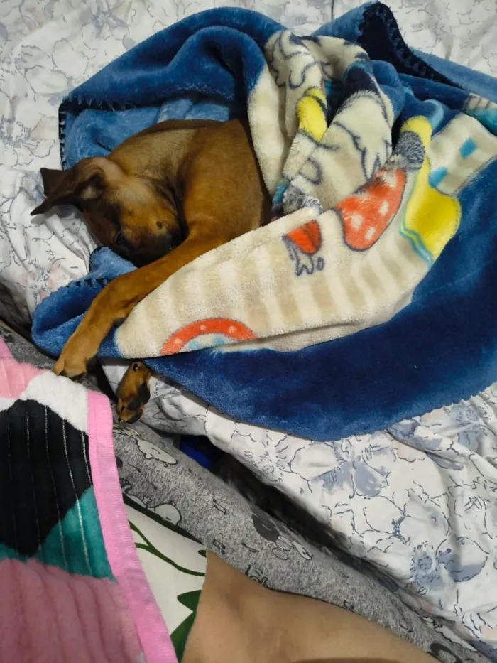 Cachorro raça SRD-ViraLata idade 2 a 6 meses nome Cacau