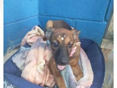 Cachorro raça SRD-ViraLata idade 2 a 6 meses nome Cacau