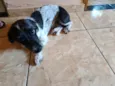 princesa 