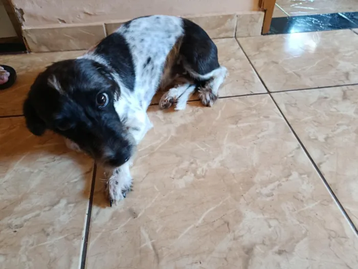 Cachorro raça SRD-ViraLata idade 7 a 11 meses nome princesa 