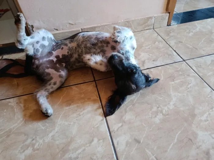 Cachorro raça SRD-ViraLata idade 7 a 11 meses nome princesa 