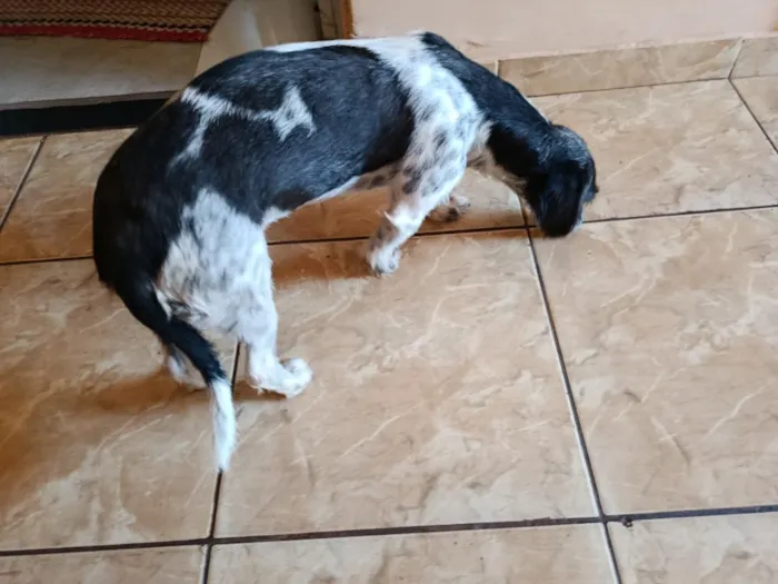Cachorro raça SRD-ViraLata idade 7 a 11 meses nome princesa 