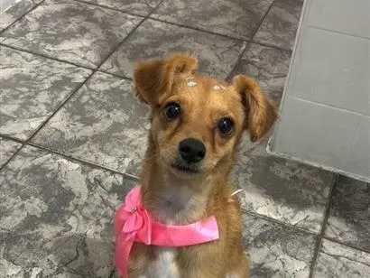 Cachorro raça SRD-ViraLata idade 1 ano nome Luna