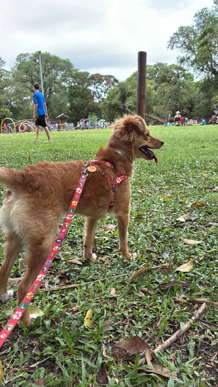 Cachorro raça SRD-ViraLata idade 1 ano nome Luna