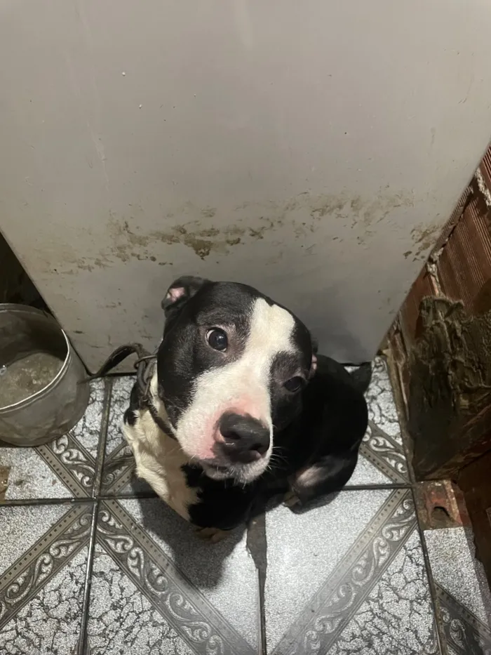 Cachorro raça Pit-Bull idade 4 anos nome Sirius